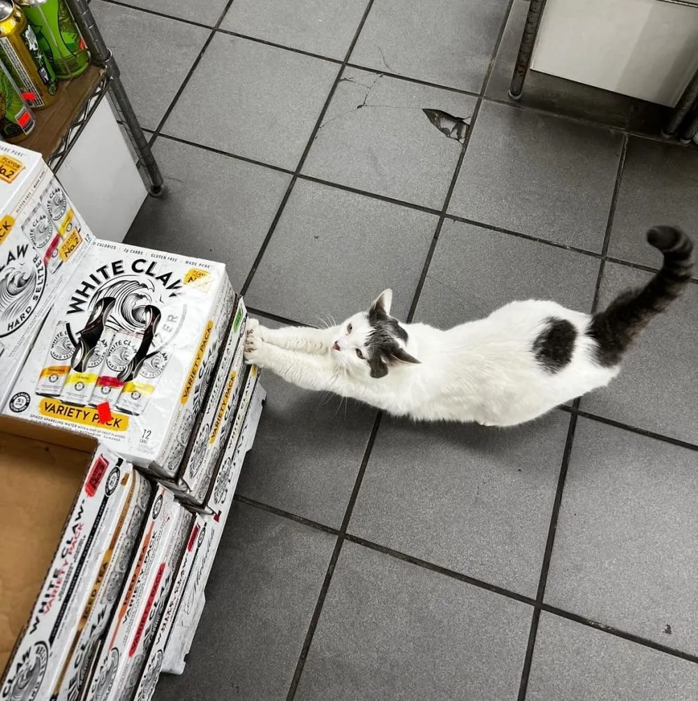 kucing jaga toko Twitter kucing jaga toko Twitter