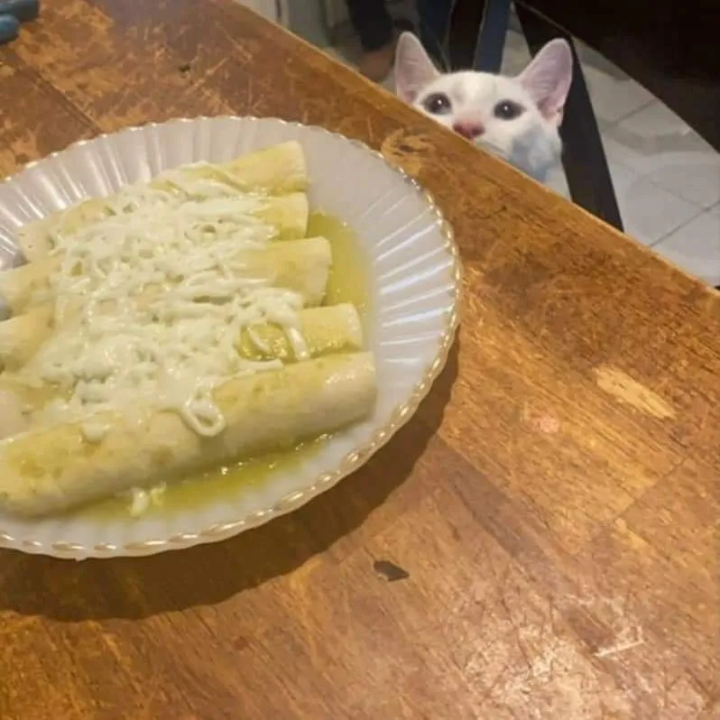 kucing nggak sengaja berpose © Instagram kucing nggak sengaja berpose © Instagram