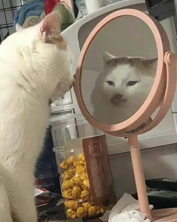 kucing nggak sengaja berpose © Instagram kucing nggak sengaja berpose © Instagram