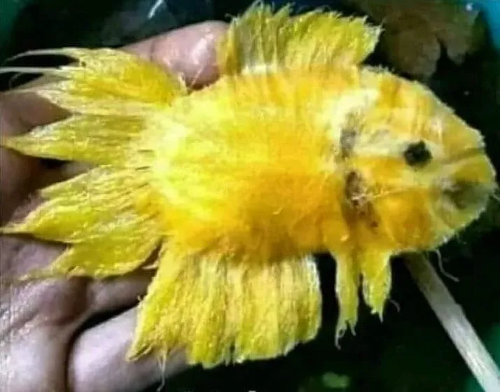 benda menyerupai binatang © berbagai sumber