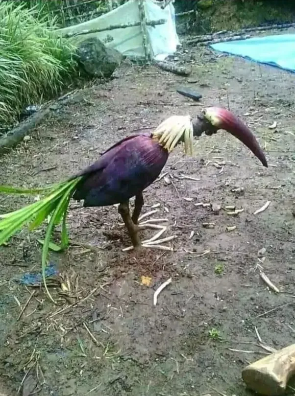 benda menyerupai binatang © berbagai sumber