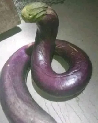 benda menyerupai binatang © berbagai sumber