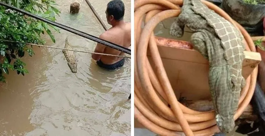 benda menyerupai binatang © berbagai sumber