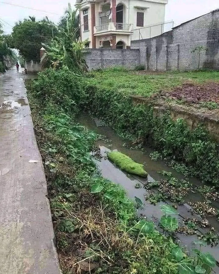 benda menyerupai binatang © berbagai sumber