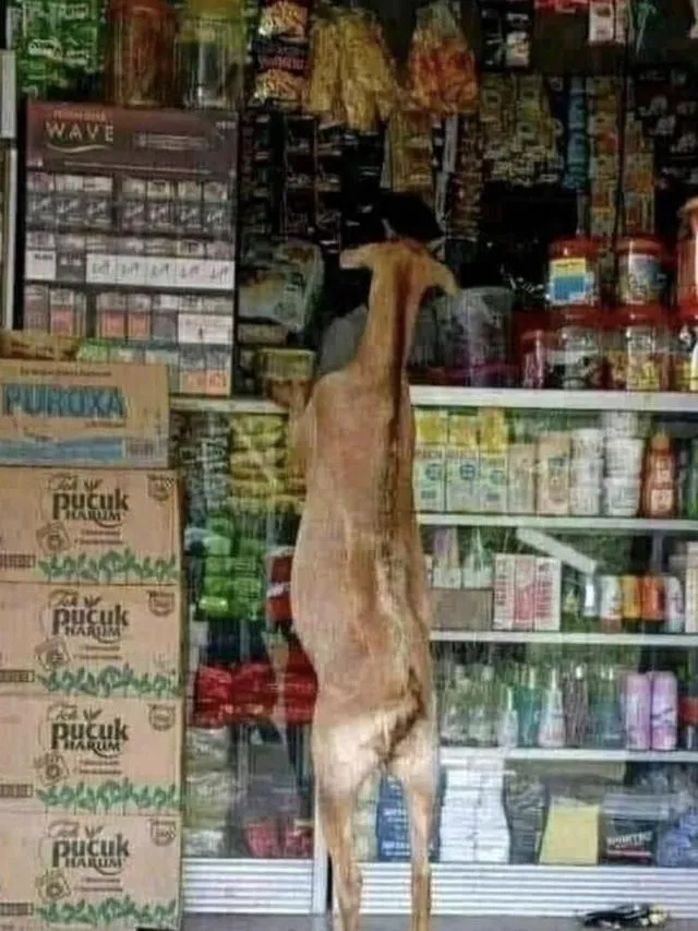 hewan ikut belanja © berbagai sumber hewan ikut belanja © berbagai sumber