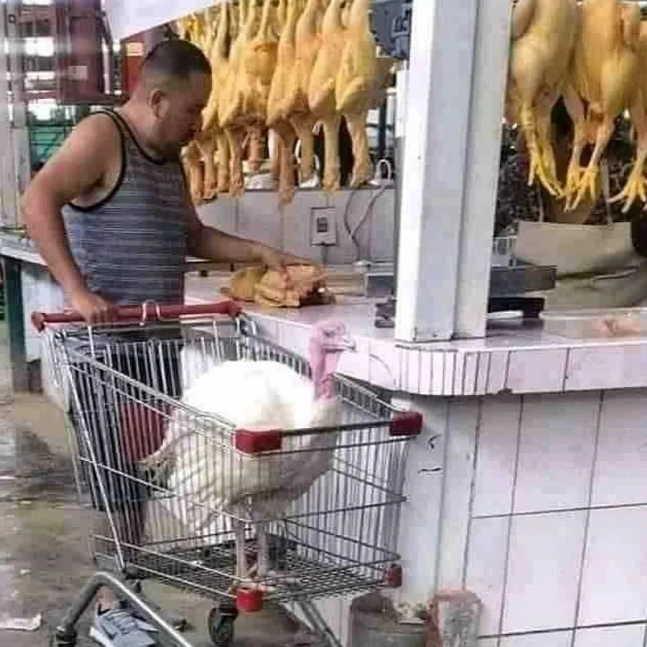 hewan ikut belanja © berbagai sumber hewan ikut belanja © berbagai sumber