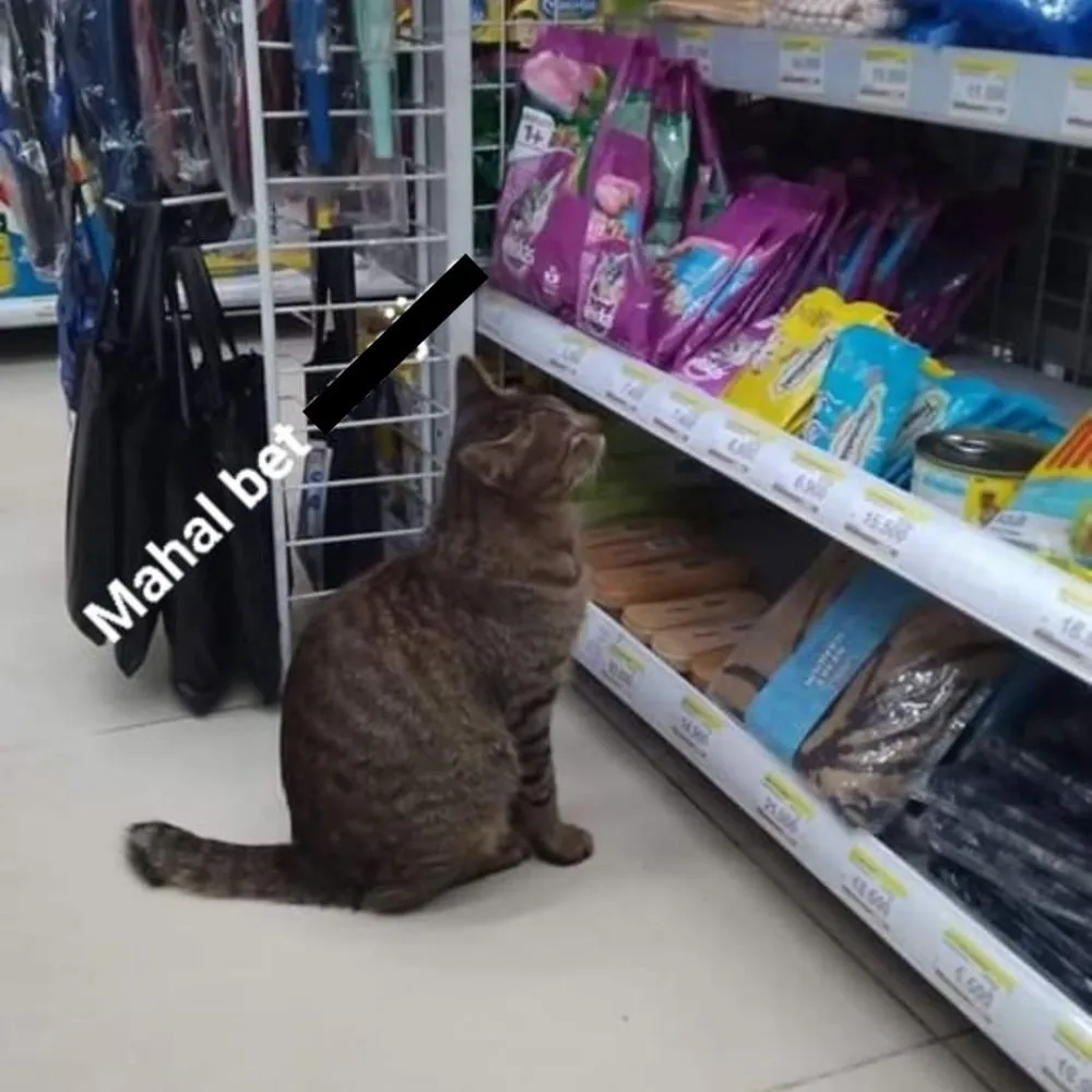 hewan ikut belanja © berbagai sumber hewan ikut belanja © berbagai sumber