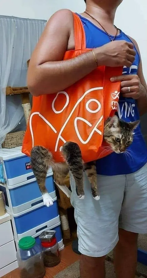 hewan ikut belanja © berbagai sumber hewan ikut belanja © berbagai sumber