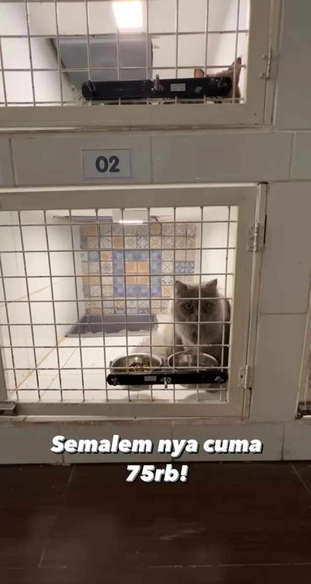 penampakan hotel kucing milik tya ariestya © instagram