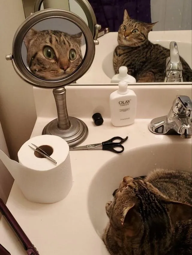 hewan bercermin © berbagai sumber hewan bercermin © berbagai sumber