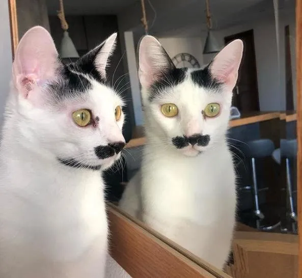 hewan bercermin © berbagai sumber hewan bercermin © berbagai sumber