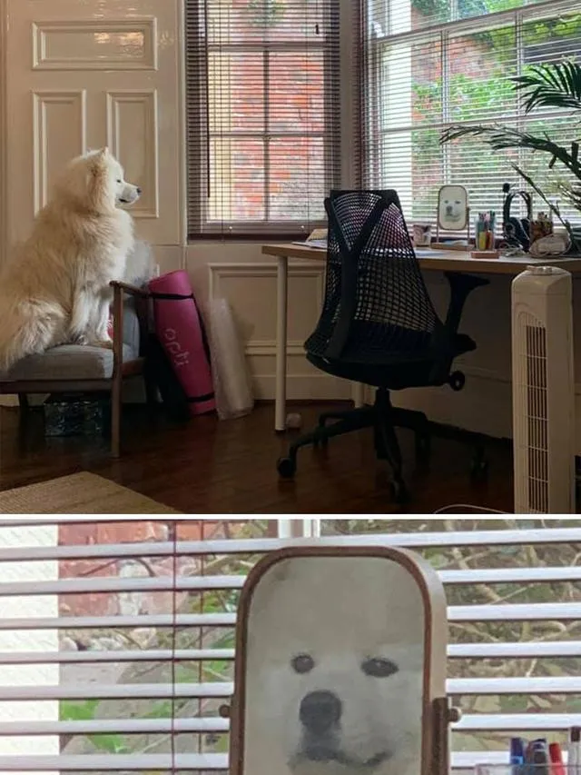 hewan bercermin © berbagai sumber hewan bercermin © berbagai sumber