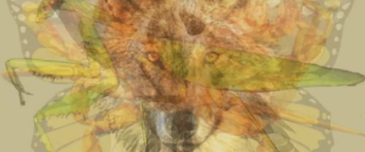 Temukan gambar hewan dalam tes ini untuk ungkap karakter aslimu