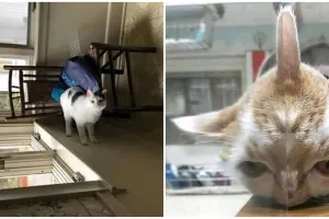 11 Potret hewan ini awalnya bingungin, harus jeli melihatnya