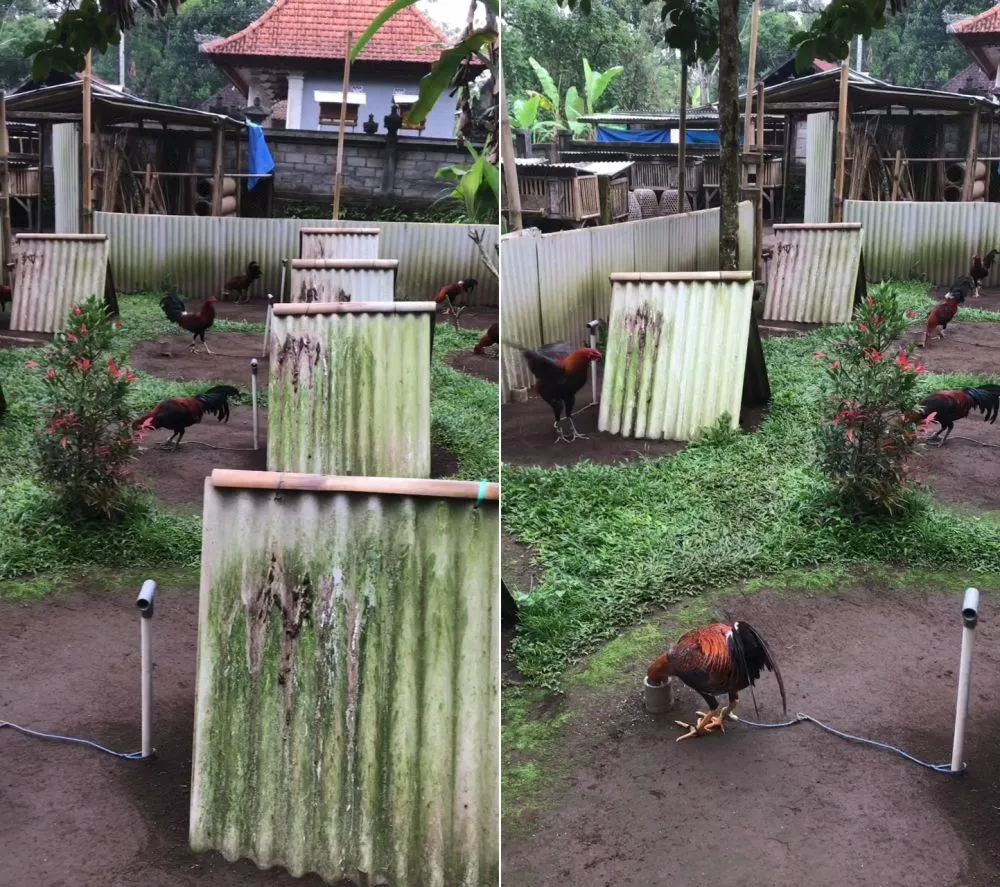 peternakan ayam unik © TikTok peternakan ayam unik © TikTok