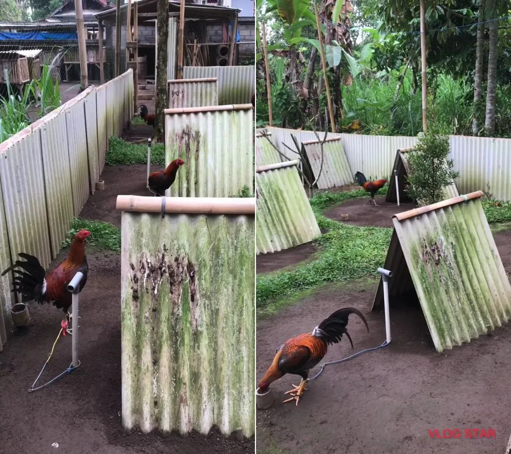 peternakan ayam unik © TikTok peternakan ayam unik © TikTok