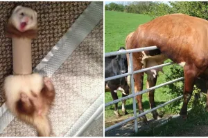 13 Potret lucu hewan saat terjebak ini bikin tepuk jidat