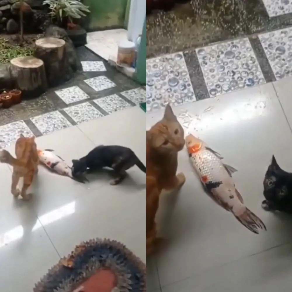 kucing kalau lagi sama hewan lain © berbagai sumber