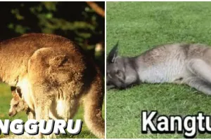 11 Meme lucu pelesetan nama hewan, bikin senyum tipis