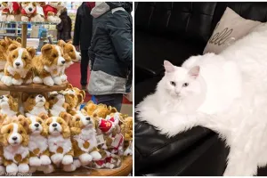 16 Potret hewan jago berkamuflase ini bikin bingung nyarinya