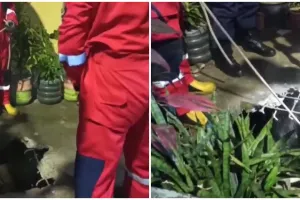 Sapi kurban jatuh ke drainase, momen evakuasinya bikin deg-degan