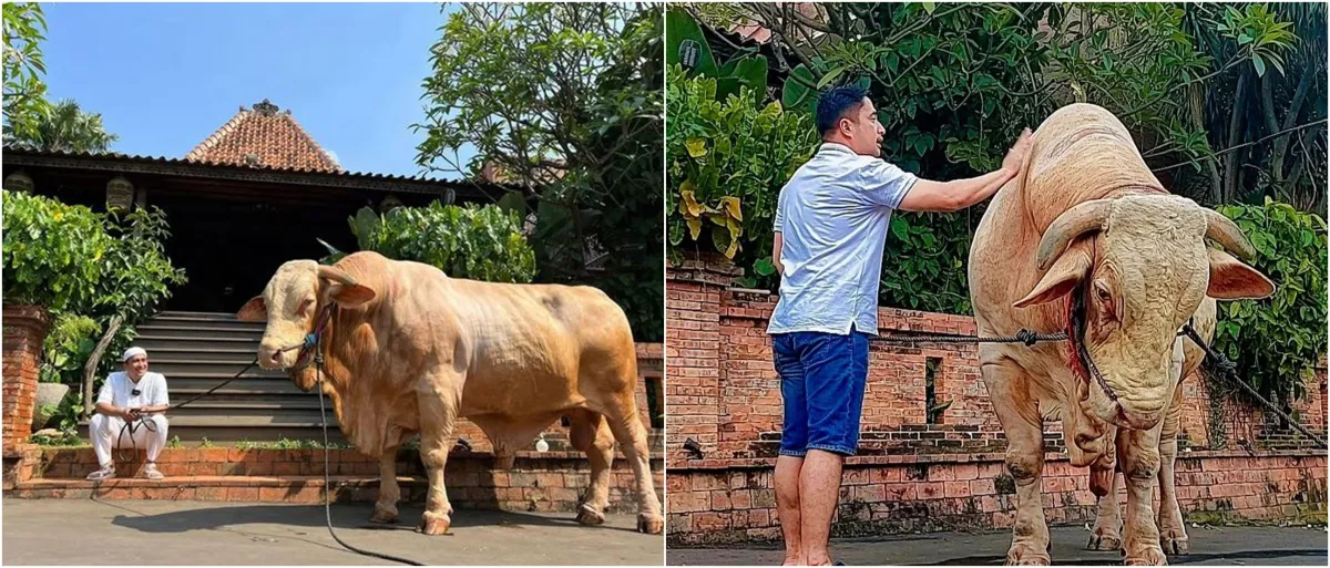 Perlakuan istimewa Irfan Hakim pada hewan kurban ini bikin melongo