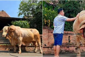 Perlakuan istimewa Irfan Hakim pada hewan kurban ini bikin melongo