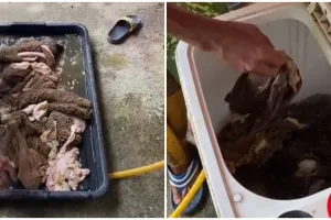 Aksi nyeleneh pria bersihkan jeroan hewan kurban pakai mesin cuci