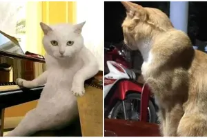 11 Potret lucu kucing berpose macho ini bikin senyum lebar
