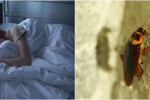 9 Arti mimpi seputar kecoak, menggambarkan kondisi emosional