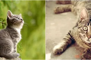 Anggota TNI pangkat Brigjen tembak kucing, alasannya jaga kebersihan