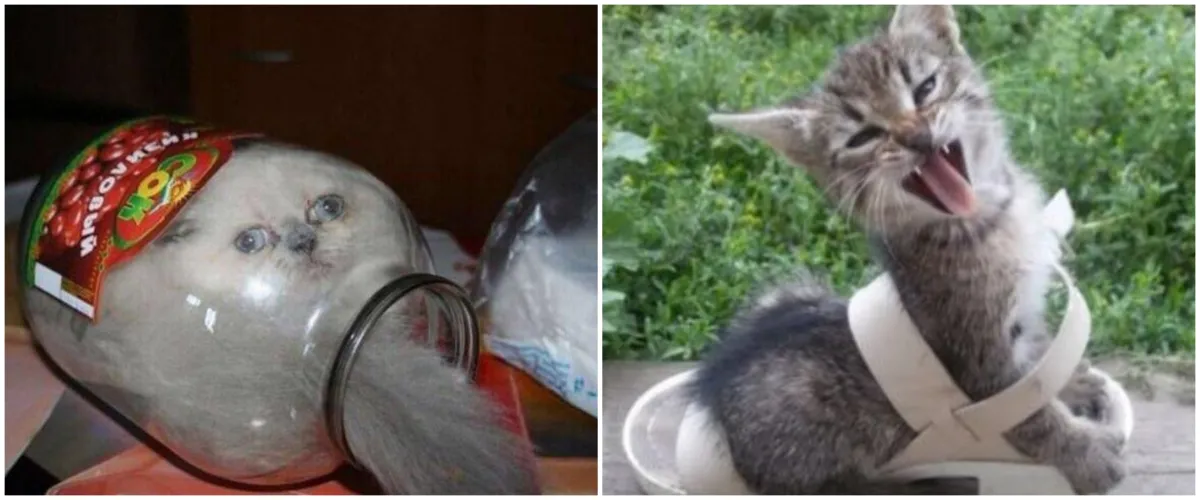 13 Potret lucu kucing terjepit di tempat nggak biasa ini bikin gemas