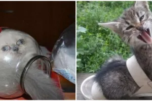 13 Potret lucu kucing terjepit di tempat nggak biasa ini bikin gemas