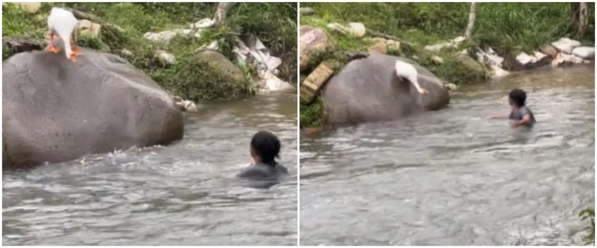 Nekat isengin angsa di sungai, pria ini alami kejadian tak terduga