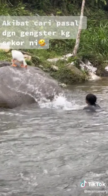 Nekat isengin angsa di sungai © TikTok Nekat isengin angsa di sungai © TikTok