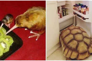 11 Potret kocak hewan nyari makanan layaknya manusia, ada-ada aja