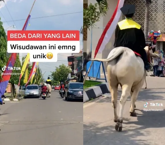 wisudawan datang ke kampus naik sapi © TikTok wisudawan datang ke kampus naik sapi © TikTok