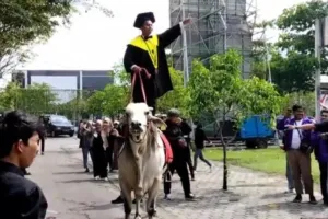 Bukan pakai kendaraan, wisudawan ini datang ke kampus naik sapi