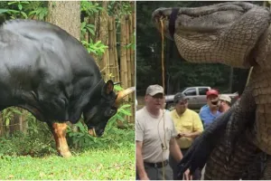 Punya otot kekar, 11 hewan ini badannya bikin manusia takut mendekat
