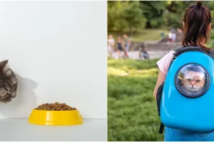 Ingin memelihara kucing? Ini 5 peralatan yang wajib dimiliki