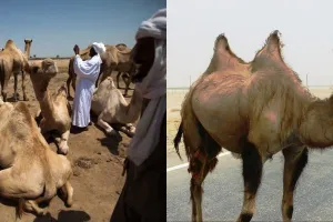 Bukan di Arab, populasi unta terbanyak dunia justru di benua ini