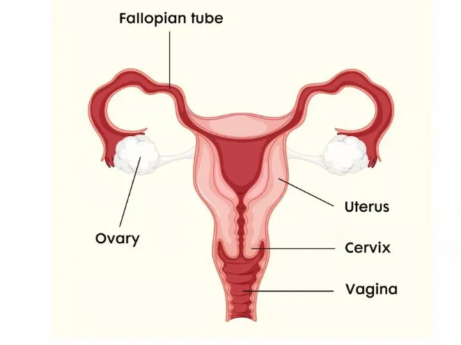 Penyebab kista pada wanita © 2023 brilio.net