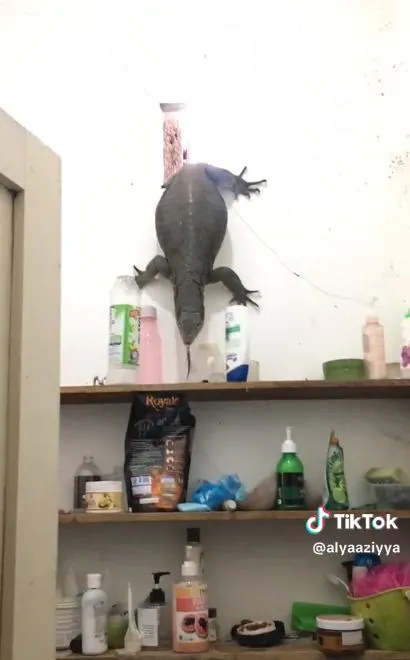 biawak jumbo masuk ke kamar mandi lewat ventilasi © 2023 brilio.net biawak jumbo masuk ke kamar mandi lewat ventilasi © 2023 brilio.net