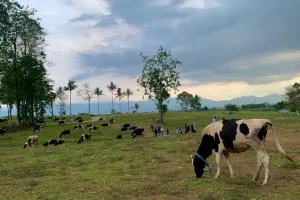 Menikmati wisata Propang Ranch, spot apik lihat yang ijo-ijo di Magelang serasa di New Zealand
