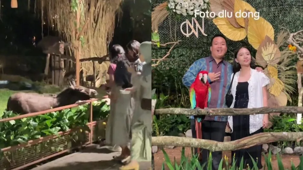 pernikahan anak bos kebun binatang © TikTok