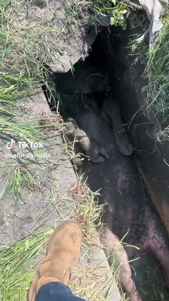 Sapi terperangkap di selokan © TikTok