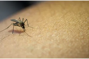 Noda hitam hempas tak tersisa, begini trik hilangkan bekas gigitan nyamuk pakai 1 bahan kue