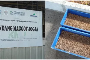 Tentara Larva Hitam harapan warga Kota Jogja