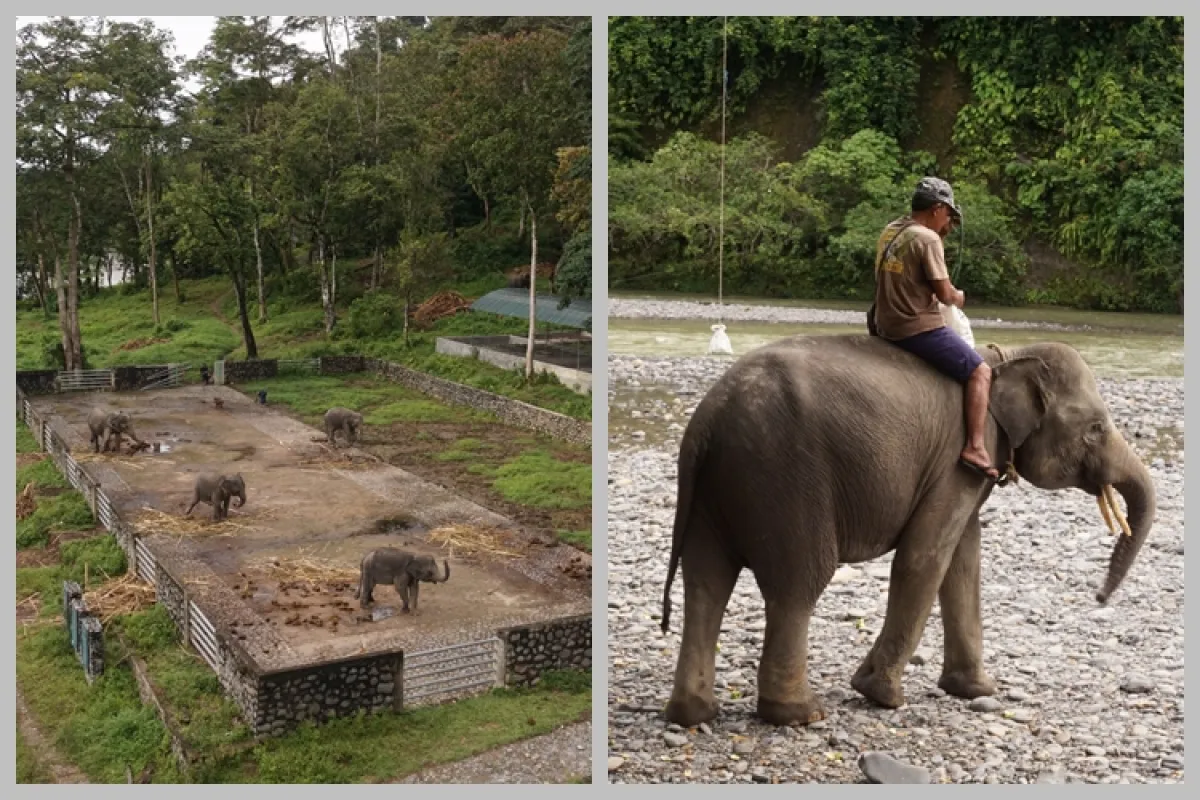 Menyusuri keindahan Tangkahan, lokasi Nicholas Saputra dan Chicco Jerikho di “Adu Rayu”
