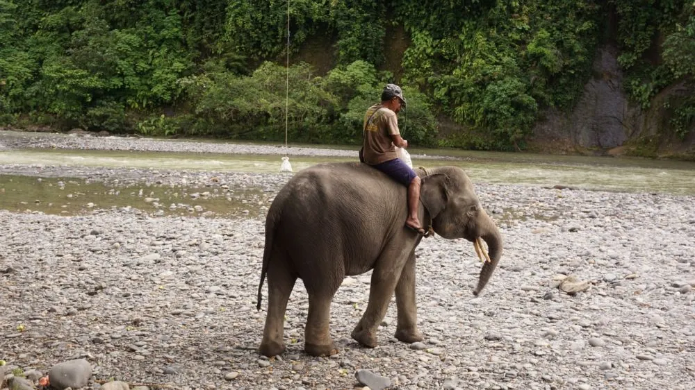 liputan di Tangkahan © 2023 brilio.net liputan di Tangkahan © 2023 brilio.net